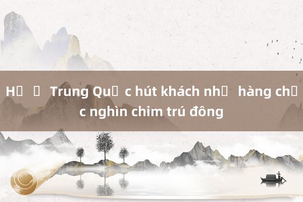 Hồ ở Trung Quốc hút khách nhờ hàng chục nghìn chim trú đông