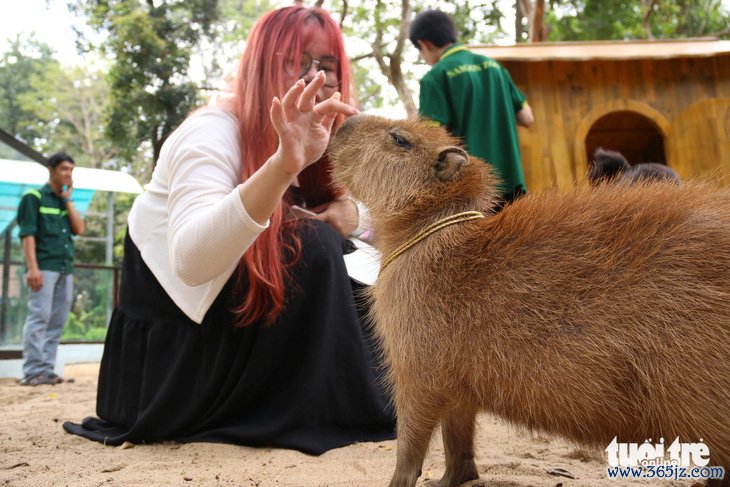 'Giao lưu' với gia đình 'bộ ngoại giao' capybara tại Thảo cầm viên - Ảnh 1.