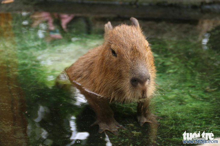 'Giao lưu' với gia đình 'bộ ngoại giao' capybara tại Thảo cầm viên - Ảnh 10.