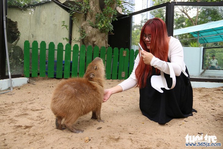 'Giao lưu' với gia đình 'bộ ngoại giao' capybara tại Thảo cầm viên - Ảnh 6.