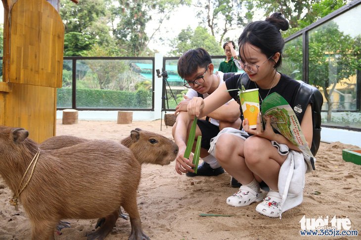 'Giao lưu' với gia đình 'ngoại giao' capybara tại Thảo cầm viên - Ảnh 5.